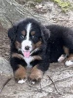Stella, a female Bernese Mountain Dog for sale in Kevil, KY – 5 of 8