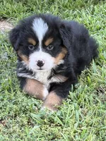 Copper, a male Bernese Mountain Dog for sale in Kevil, KY – 7 of 8