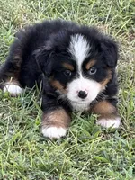 Copper, a male Bernese Mountain Dog for sale in Kevil, KY – 2 of 8