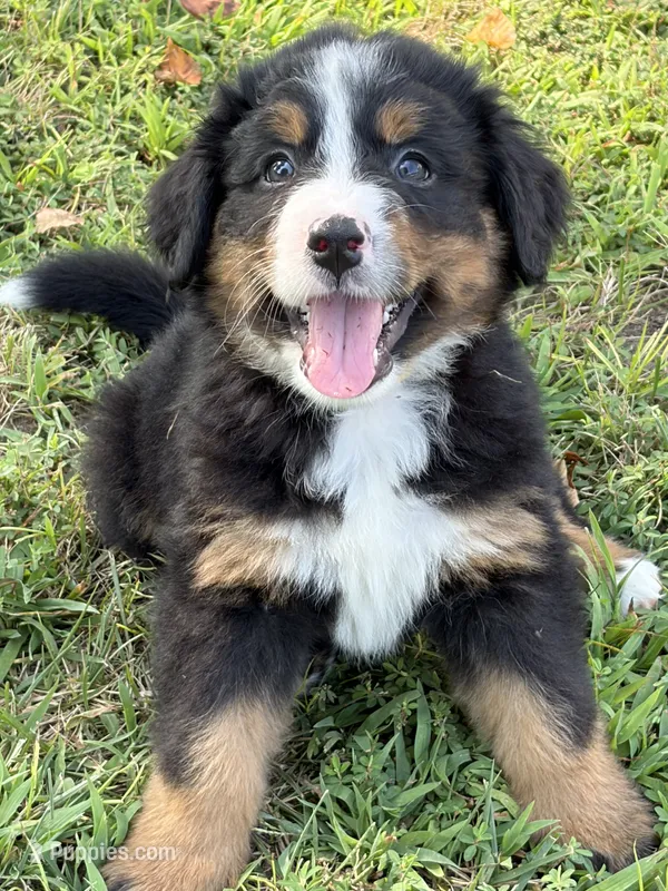 Stella – Bernese Mountain Dog puppy for sale in Kevil, KY