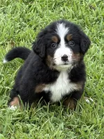 Stella, a female Bernese Mountain Dog for sale in Kevil, KY – 3 of 8