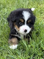 Copper, a male Bernese Mountain Dog for sale in Kevil, KY – 3 of 8