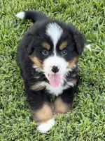 Copper, a male Bernese Mountain Dog for sale in Kevil, KY – 1 of 8