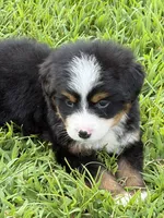 Copper, a male Bernese Mountain Dog for sale in Kevil, KY – 4 of 8