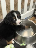 Stella, a female Bernese Mountain Dog for sale in Kevil, KY – 6 of 8
