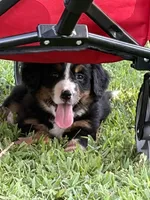 Stella, a female Bernese Mountain Dog for sale in Kevil, KY – 4 of 8