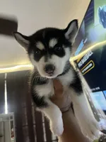 Panda , a female Alaskan Husky for sale in Mission Hills, CA – 2 of 5