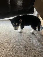 Panda , a female Alaskan Husky for sale in Mission Hills, CA – 5 of 5