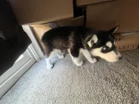 Panda , a female Alaskan Husky for sale in Mission Hills, CA – 4 of 5