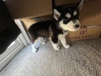 Panda , a female Alaskan Husky for sale in Mission Hills, CA – 3 of 5