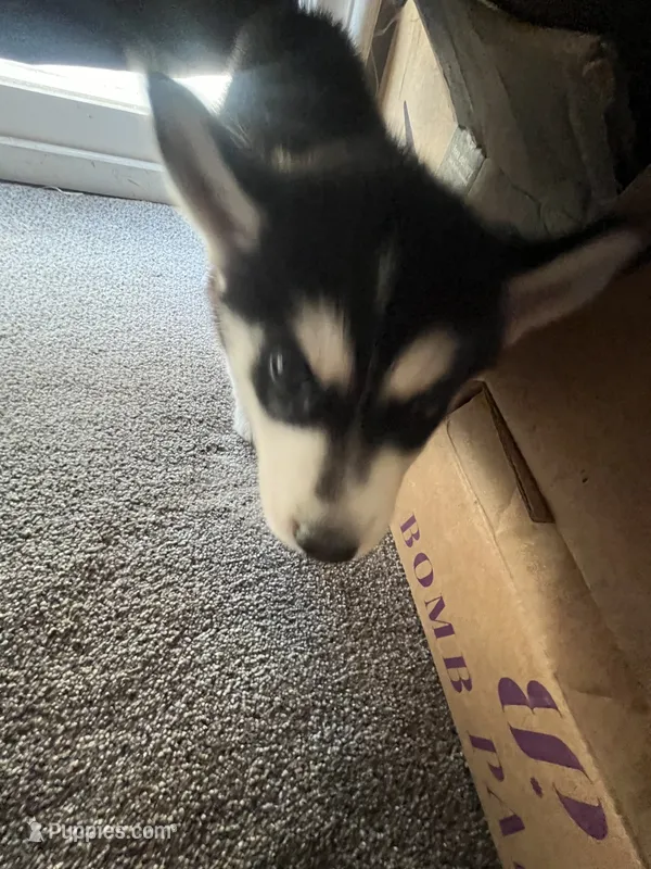 Panda  – Alaskan Husky puppy for sale in Mission Hills, CA