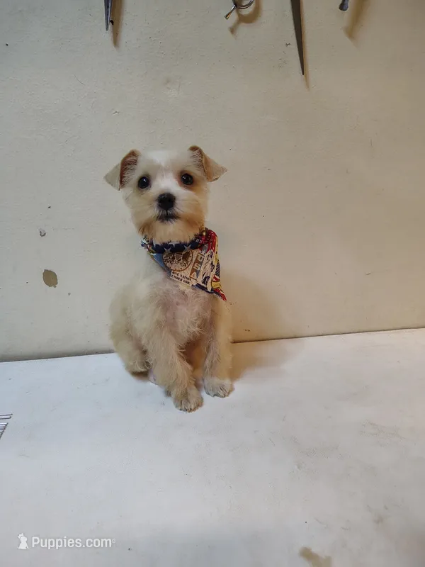 Female 1  – Miniature Schnauzer puppy for sale in Shreveport, LA