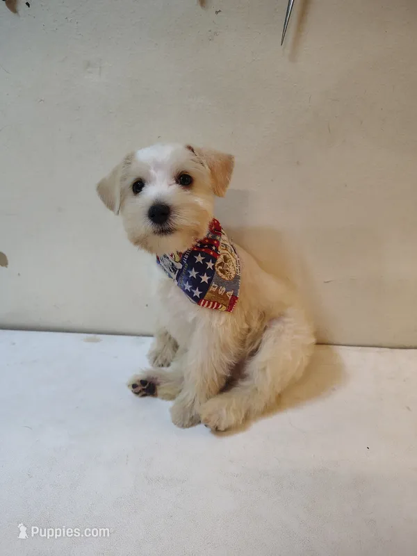 Male 1  – Miniature Schnauzer puppy for sale in Shreveport, LA