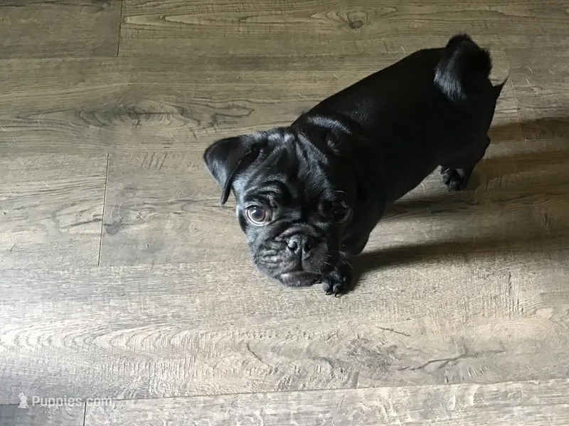 Walter – Pug puppy for sale in Cuba, MO