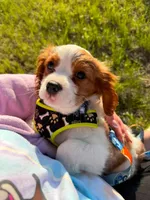 Goddard, a male Cavalier King Charles Spaniel for sale in Cuba, MO – 2 of 2
