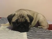 Nellie, a female Pug for sale in Cuba, MO – 1 of 1