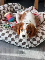 Goddard, a male Cavalier King Charles Spaniel for sale in Cuba, MO – 1 of 2