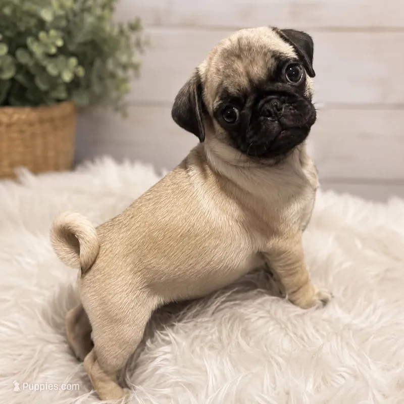 Jesse – Pug puppy for sale in Cuba, MO