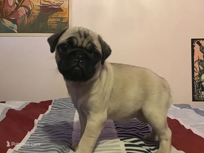 Nellie – Pug puppy for sale in Cuba, MO
