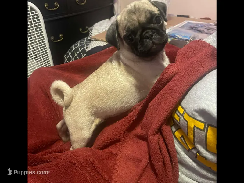 Jesse – Pug puppy for sale in Cuba, MO