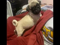 Jesse, a male Pug for sale in Cuba, MO – 1 of 1