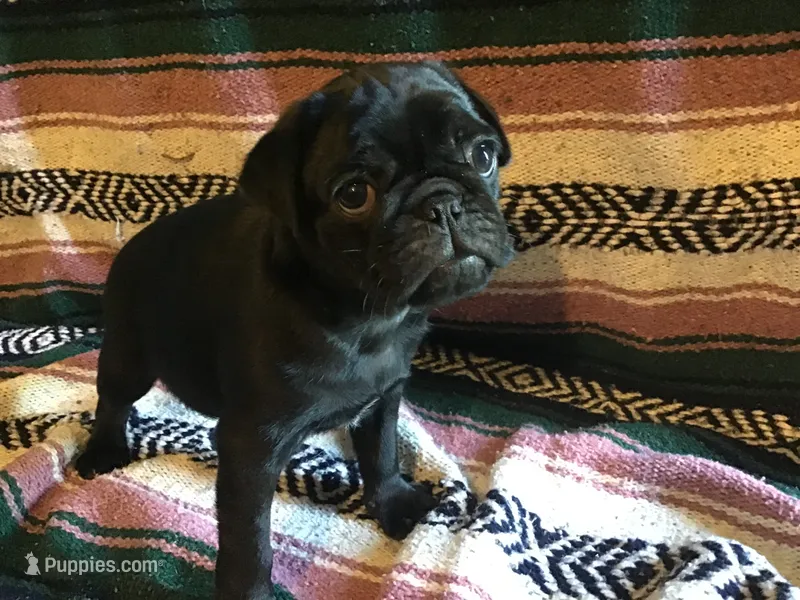 Walter – Pug puppy for sale in Cuba, MO