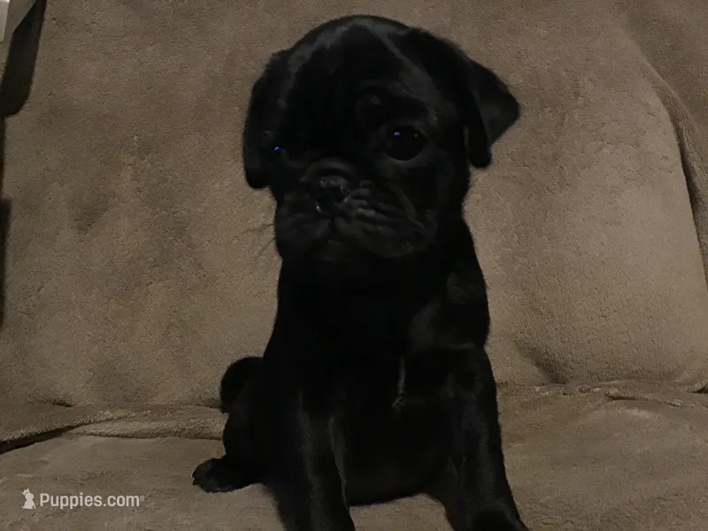 Walter – Pug puppy for sale in Cuba, MO