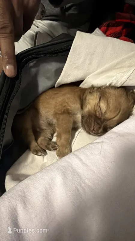 Goldie locks  – Chihuahua, Yorkshire Terrier puppy for sale in Los Angeles, CA