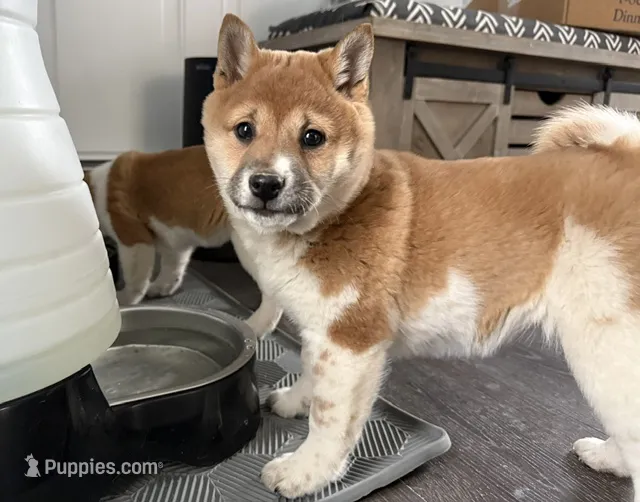 Foxie – Shiba Inu puppy for sale in Barnstead, NH