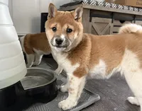 Foxie, a female Shiba Inu for sale in Barnstead, NH – 1 of 2