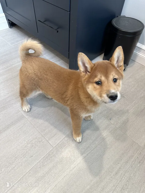 Aiko – Shiba Inu puppy for sale in Barnstead, NH