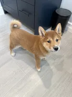 Aiko, a male Shiba Inu for sale in Barnstead, NH – 1 of 3