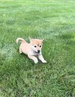 Mala , a female Shiba Inu for sale in Barnstead, NH – 3 of 3