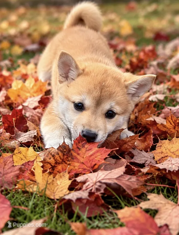 Mala  – Shiba Inu puppy for sale in Barnstead, NH