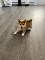 Punchie, a male Shiba Inu for sale in Barnstead, NH – 2 of 3