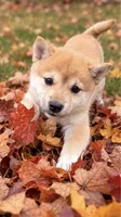 Mala , a female Shiba Inu for sale in Barnstead, NH – 2 of 3