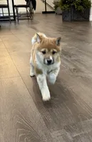 Foxie, a female Shiba Inu for sale in Barnstead, NH – 2 of 2