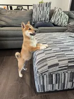 Buggo, a male Shiba Inu for sale in Barnstead, NH – 2 of 3