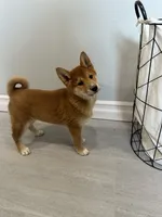 Aiko, a male Shiba Inu for sale in Barnstead, NH – 2 of 3