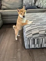 Buggo, a male Shiba Inu for sale in Barnstead, NH – 3 of 3