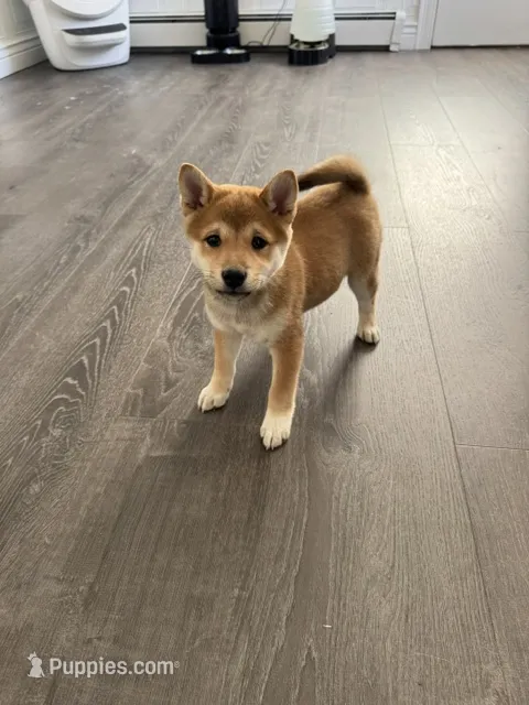 Punchie – Shiba Inu puppy for sale in Barnstead, NH