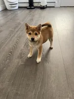 Punchie, a male Shiba Inu for sale in Barnstead, NH – 1 of 3