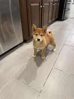 Aiko, a male Shiba Inu for sale in Barnstead, NH – 3 of 3