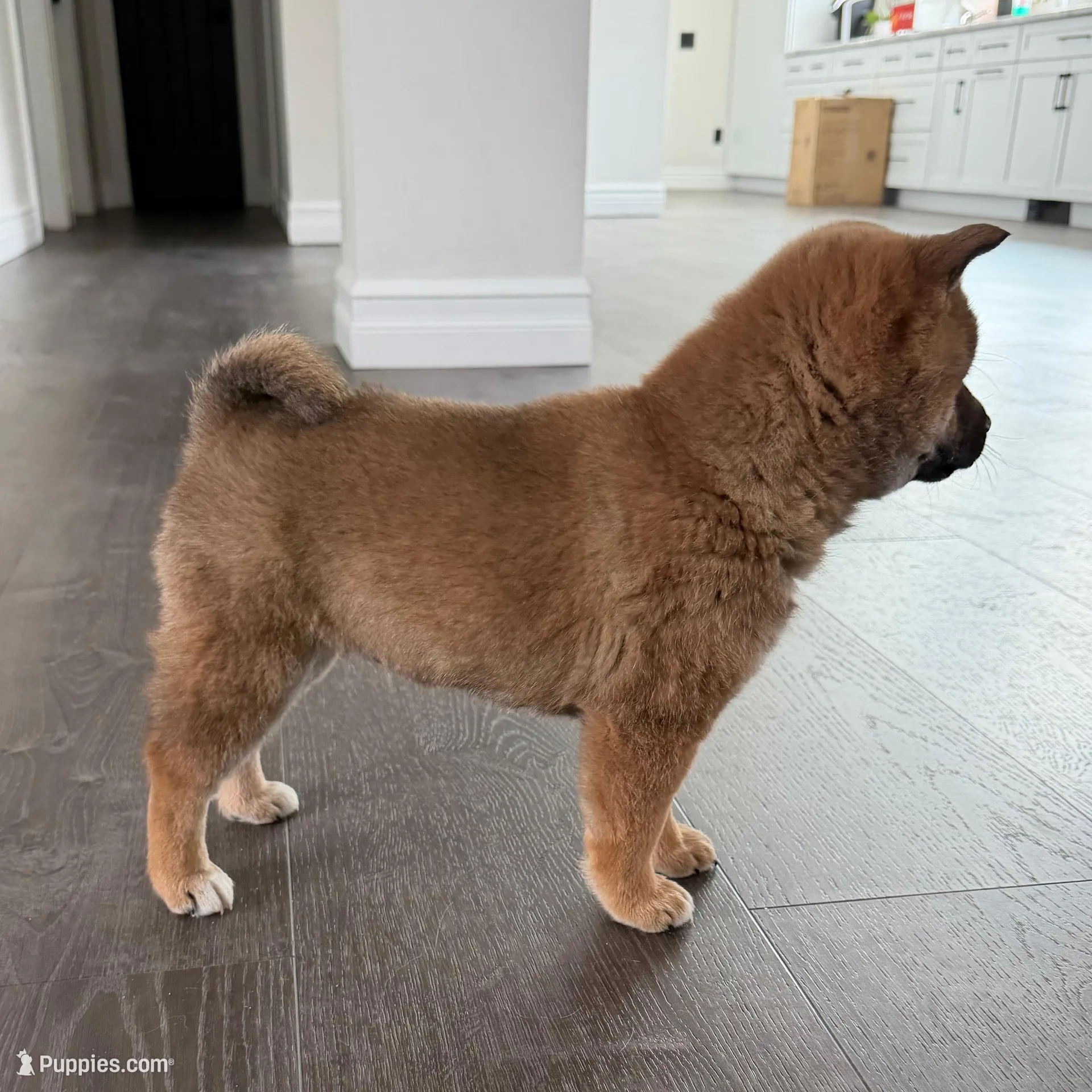 Rex, a male Shiba Inu for sale in Barnstead, NH – Photo 2 of 2