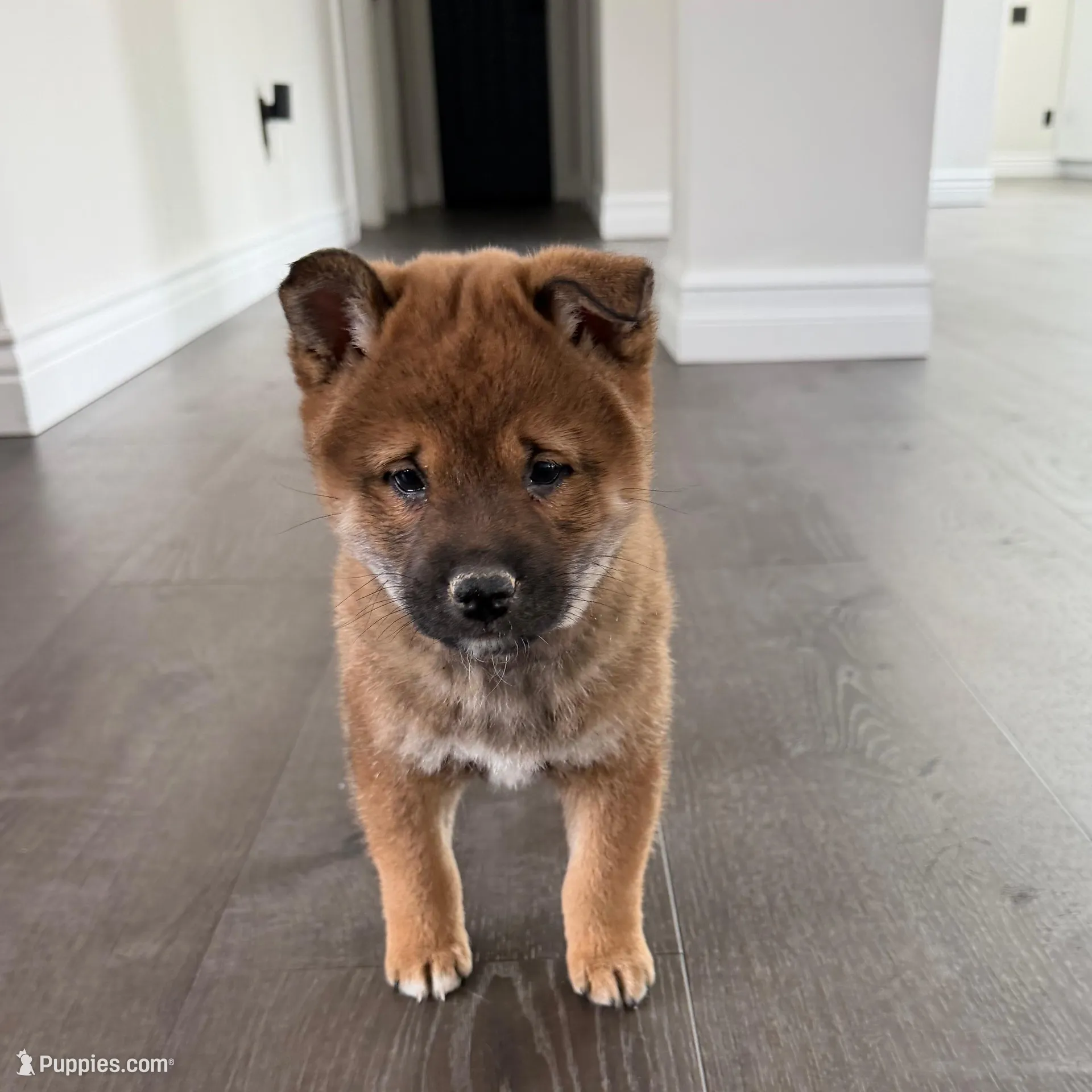 Rex – Shiba Inu puppy for sale in Barnstead, NH