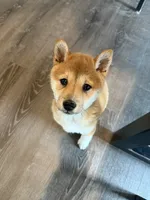 Buggo, a male Shiba Inu for sale in Barnstead, NH – 1 of 3