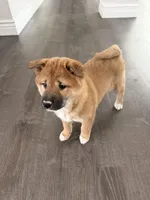 Trix, a female Shiba Inu for sale in Barnstead, NH – Photo 2 of 3