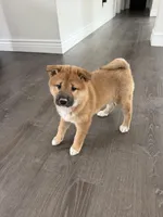 Trix, a female Shiba Inu for sale in Barnstead, NH – Photo 3 of 3