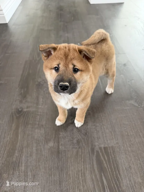 Trix – Shiba Inu puppy for sale in Barnstead, NH