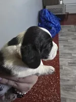 Jr., a male Basset Hound for sale in Bend, OR – 4 of 4